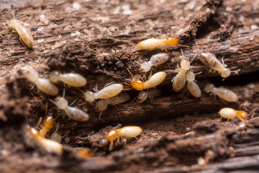 Termite Barriers